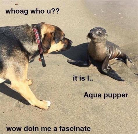 Pupper Sees Aqua Doggo Rmemes