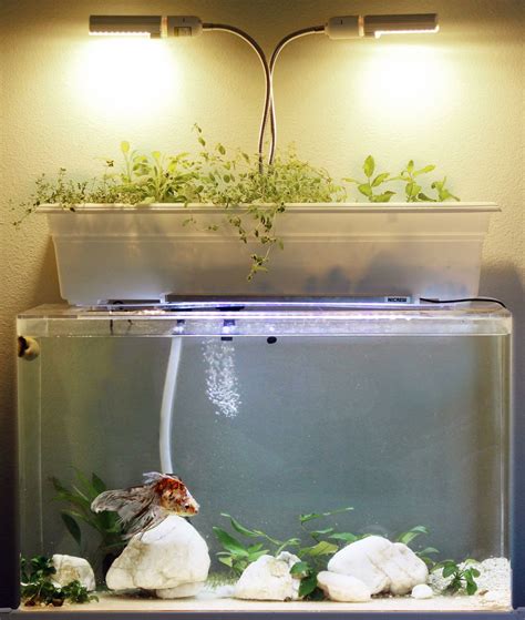 How To Make A Diy Aquaponic Fish Tank Filter 7 Step Guide Fish Tank
