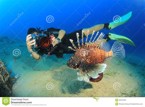 Scuba Diver And Fish Stock Photo Image Of Water Nature