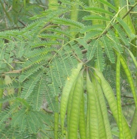 The Malay Medicine Pokok Petai Belalang White Leadtree