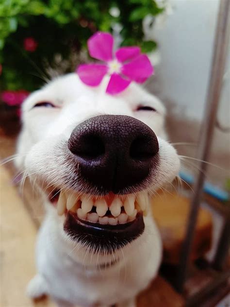 Smiling Animals Cute Funny Animals Happy Dogs