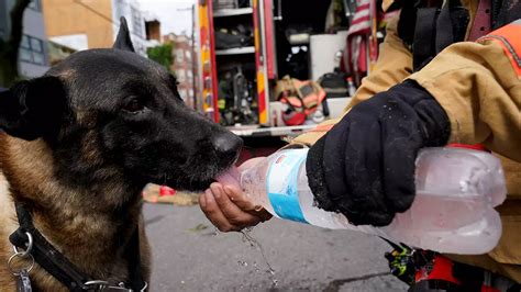 Dc Rescue Dog Who Found Trapped Worker After Building Collapse Is