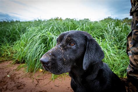 Black Labrador Hunting Dog Photograph By Joel Sheagren Fine Art America