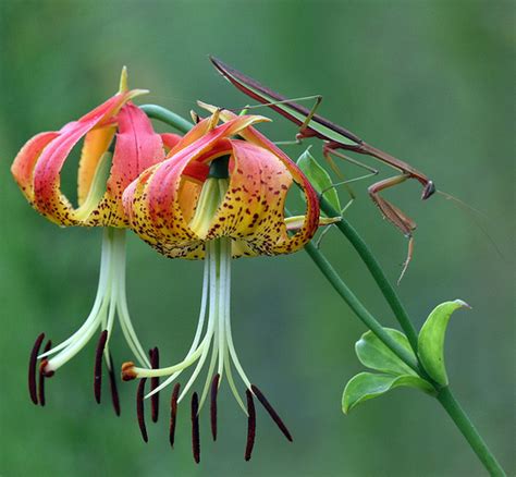Soil is essential for life when on land, but a. Carolina Lily State Wildflower | State Symbols USA
