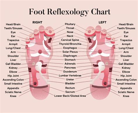 Everything You Need To Know About Foot Reflexology Zylu