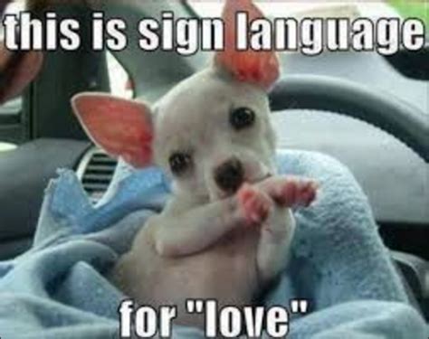 Dogs Sign Language What Breed Is It