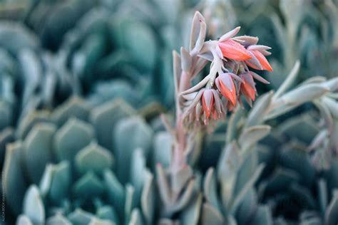 Close Up Of Succulent Plants In Bloom By Stocksy Contributor Alicia