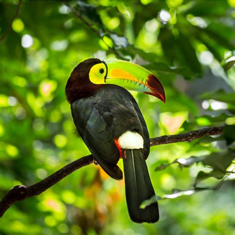 The importance of tropical rainforests. Rainforest Animals