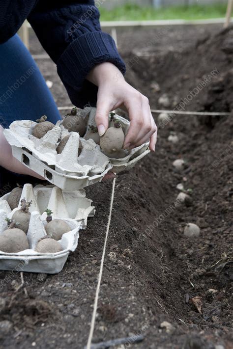Planting Seed Potatoes In Trench In Vegetable Garden Stock Image