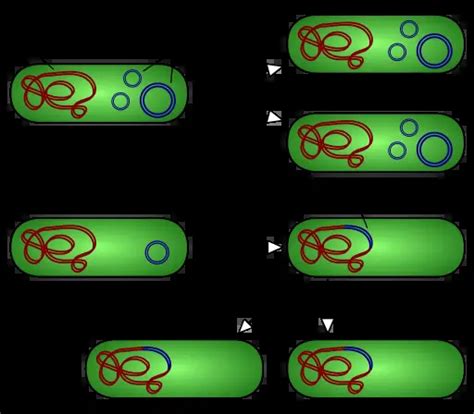 Types Of Plasmids Definition Structure Function Vectorisolation