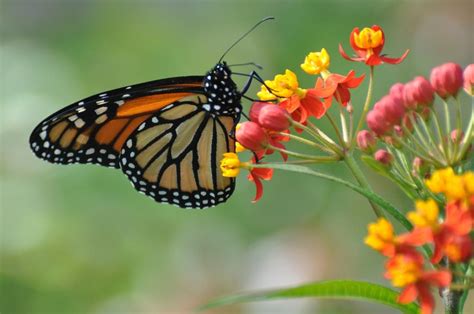 Where Have All The Monarchs Gone The Brian Lehrer Show Wnyc