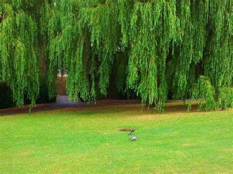 Weeping Willow Tree Wallpaper Images