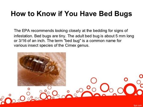 Signs You May Need A Bed Bug Exterminator