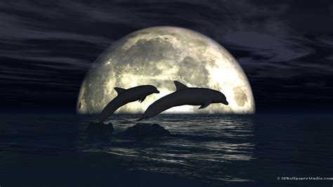 Wallpapers Dolphins Wallpaper Cave