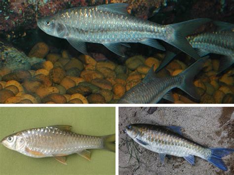 Lalu bagaimana membedakan ikan jantan dan ikan. Nama Jenis Ikan Air Tawar Di Malaysia