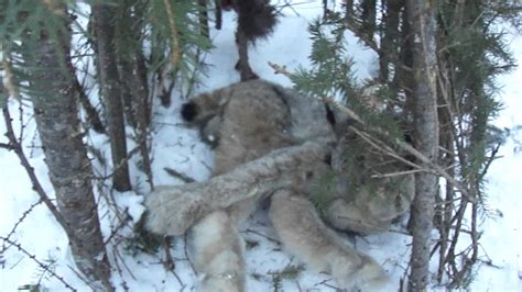 Lynx Trapping Youtube