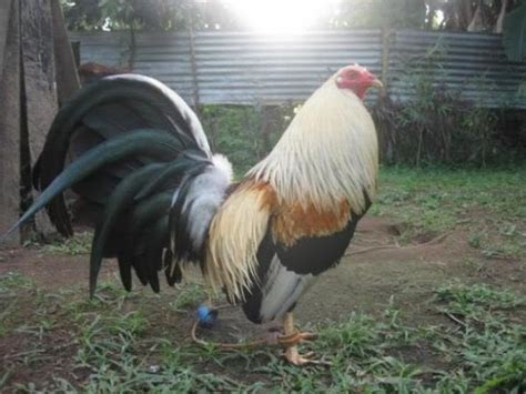 Setelah cukup lama tidak memposting. salah satu ayam dengan bulu yang menarik: Ayam Philipin