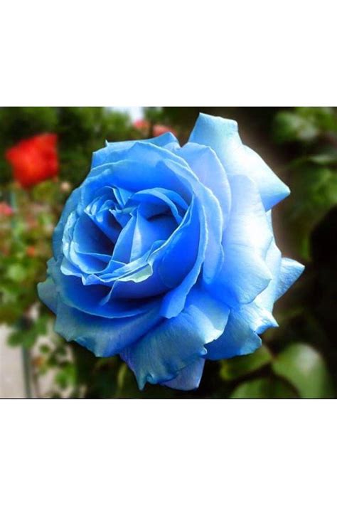 Package Included 30 Seeds And Planting Care Information Colour Blue