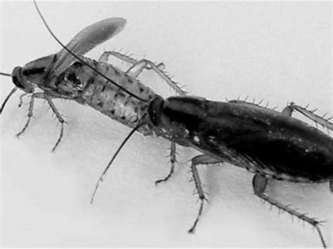 Male Cockroaches That Have Frequent Sex Eat More Protein