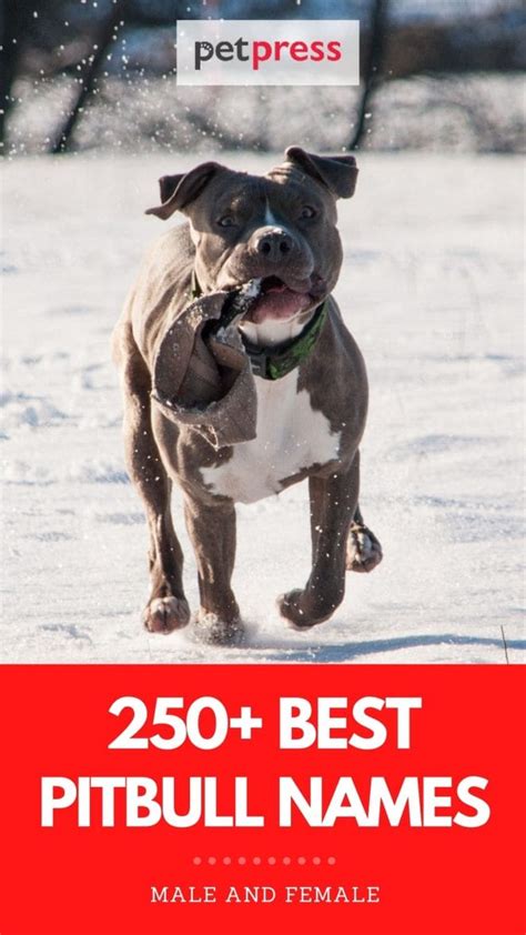 Best Pitbull Names A List Of 250 Unique Dog Names For A Pitbull