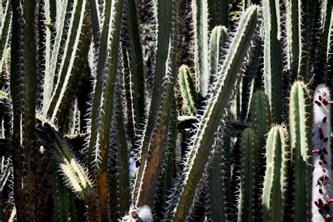 Tall Skinny Cactus Free Stock Photo Public Domain Pictures