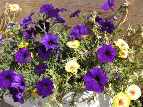 Purple Petunia And Yellow Moss Rose Combination In Pots Thyme Garden