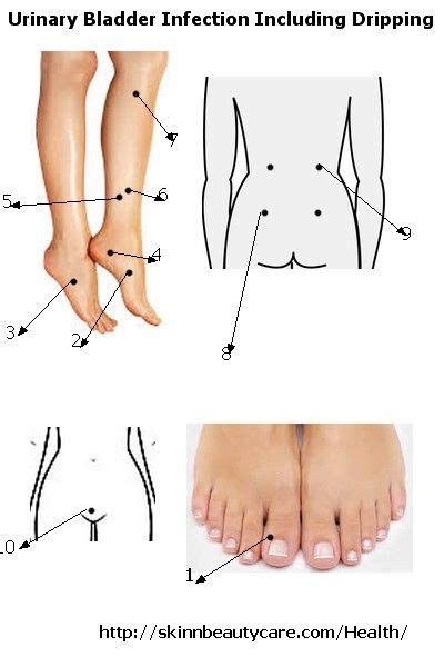 Pin By Silvia Yaz On Acupressure In 2020 Bladder Urinary Tract