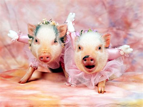 Pigs Funny Pictures Daily News