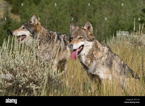 Two American Gray Wolves Hunting In The Woodlands Stock Photo Alamy