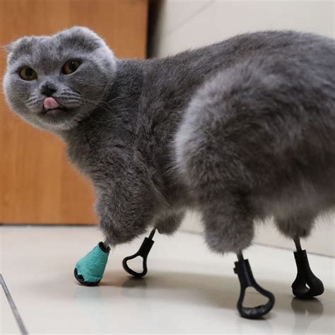 Cat Prosthetic Leg Diy Cat Meme Stock Pictures And Photos