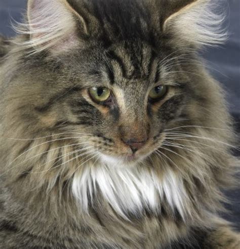 Norwegian Forest Cat - Information, Health, Pictures & Training Pet Paw