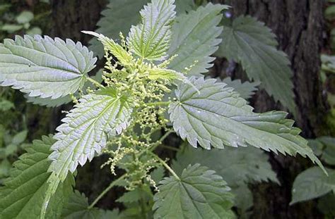 10 Medicinal Weeds That May Grow In Your Backyard