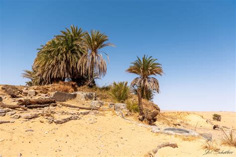 Oasis In The Desert Egypt