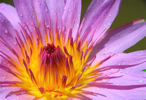 Purple Lotus Isolated Stock Image Image Of Botany Botanic 22245953