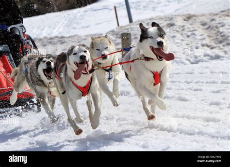 A Husky Sled Dog Team At Work Stock Photo Alamy