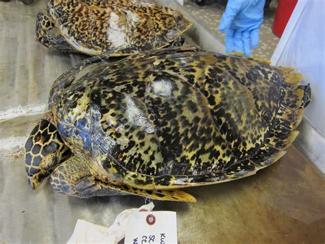 Hawksbill Turtle Shell Jewelry Turtles Are Dying So You Can Buy