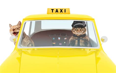 Pet Grooming Taxi Petwow Pet Taxi Services