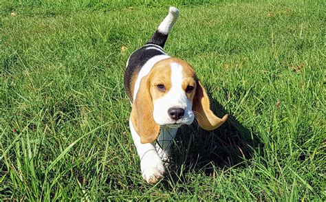 Beagle Puppy Long Ears