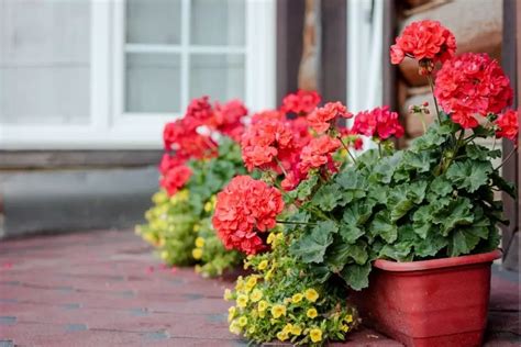 What To Plant With Geraniums In Containers Companion Planting Tips