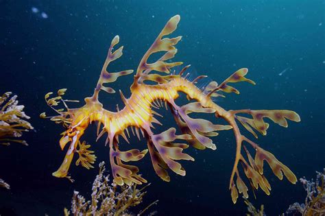10 Sea Creatures That Are Extremely Colorful And Unusual Lookingvideo