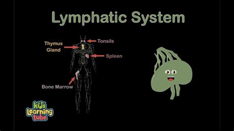The Lymphatic System For Dummies
