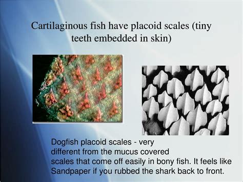 Ppt The Fishes Powerpoint Presentation Free Download Id5933184