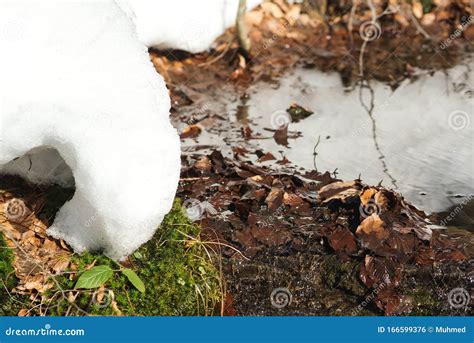 Early Spring Weather With Floating Ice In Forest Spring Landscape With