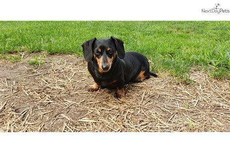 Dachshund puppies are very cute, and you'll really look forward to picking one out to bring home with you. Virginia : Dachshund, Mini puppy for sale near Chicago, Illinois. | 38a6ba18-10c1