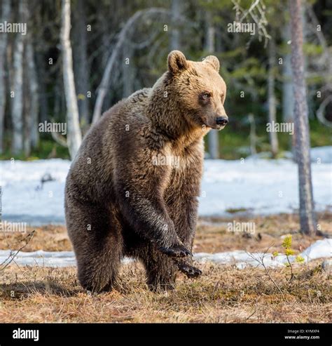 Brown Bear Ursus Arctos Standing On His Hind Legs On A Swamp In The