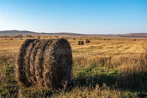 Roll Of Fresh Hay In The Autumn Field Livestock Stock Image Image Of