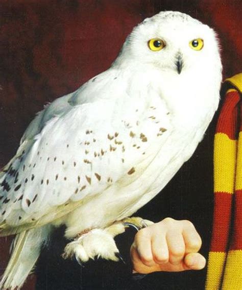 Hedwig Harry Potter Owl Harry Potter Pictures Harry Potter Characters