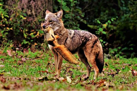 Creature Feature Coyotes The Opportunistic Eaters Forest Preserve
