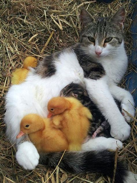 Momma Cat Resting With Adopted Ducklings Cute Animals Pets Animals