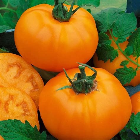 Chefs Choice Orange Hybrid F1 Tomato 25 Seeds Non Gmo Vegetable